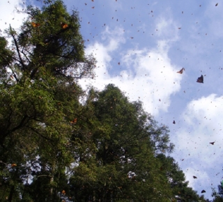Santuario de mariposas